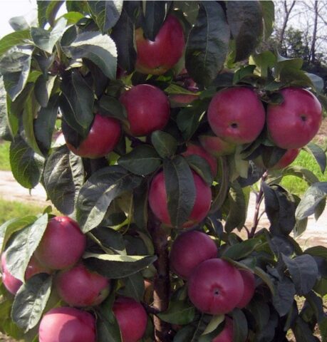 Сорт яблони Краснояблочный (колоновидная): изображение и характеристика, отзывы