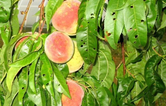Болезни персика и их лечение