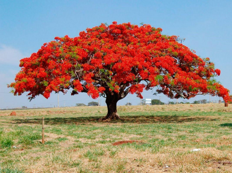 Делоникс королевский (пламенное дерево): описание и изображение, цветение, места произрастания