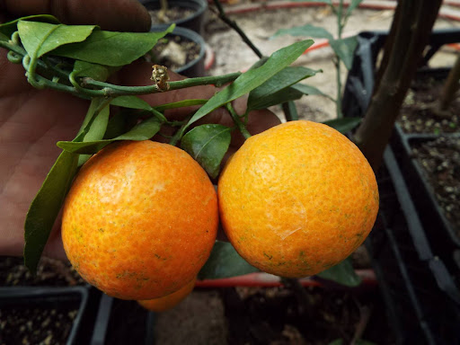 Смесь апельсина и мандарина: как называется фрукт
