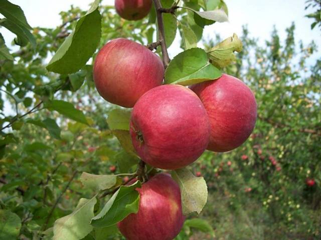 Яблони на карликовом подвое: сорта + фото