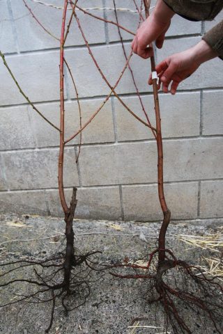 Как посадить алычу весной: пошаговое руководство