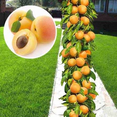 Лучшие сорта абрикосов