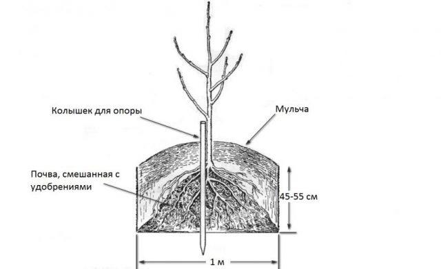 Яблоня Алтайский сувенир: описание, фото, отзывы