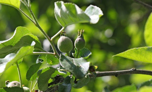 Яблоня Ауксис: описание, уход, фото, опылители и отзывы садоводов