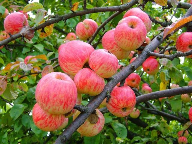 Яблони на карликовом подвое: сорта + фото