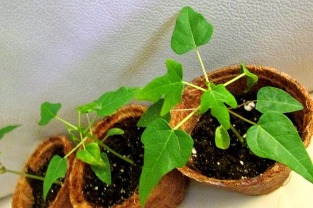 Как вырастить папайю из семян