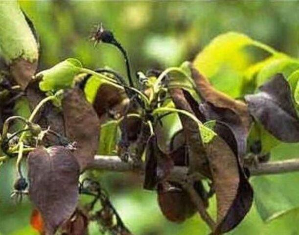 Темные пятна на листьях яблони: как лечить, фото
