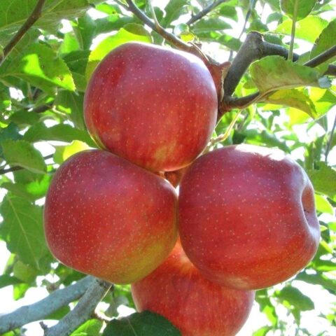 Яблоки Джонаголд: фото и описание сорта, откуда привозят, отзывы, вкус