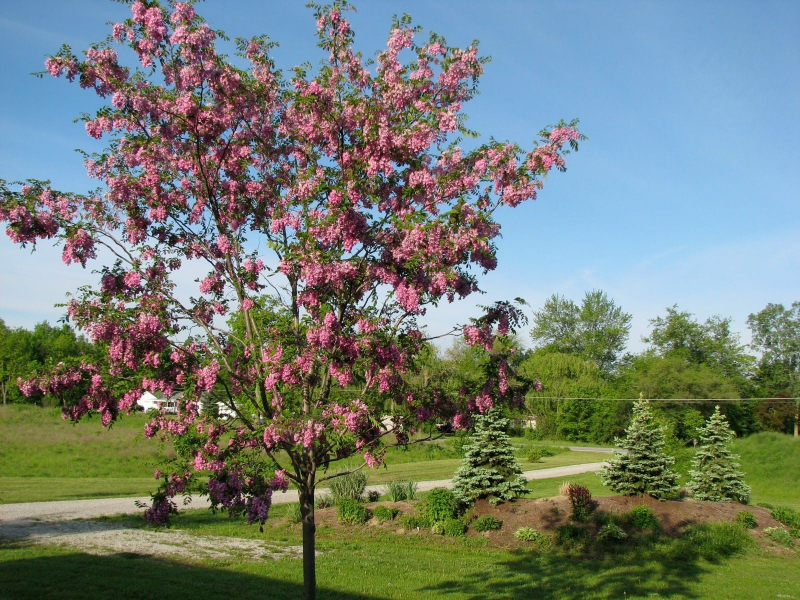 Розовая акация (робиния клейкая): фото и описание дерева