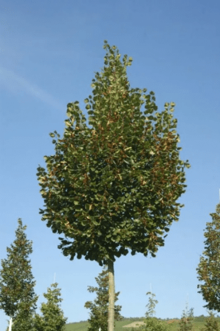 Липа крупнолистная: описание дерева, сорта, скорость роста
