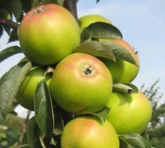 Колоновидные яблони для Сибири: лучшие варианты, описание, изображения, отзывы, как выращивать