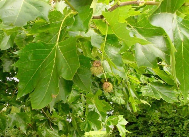 Дерево чинар: изображение, характеристика, листья, цветок, плод, сколько живет