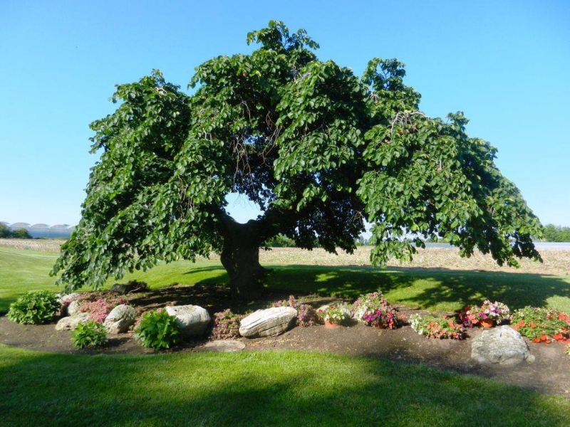 Карагач мелколистный: внешний вид, изображение дерева и листьев