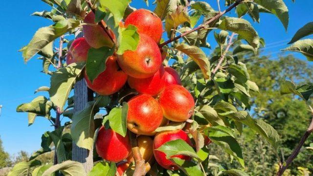 Вид яблони Пинова: описание и изображение, отзывы