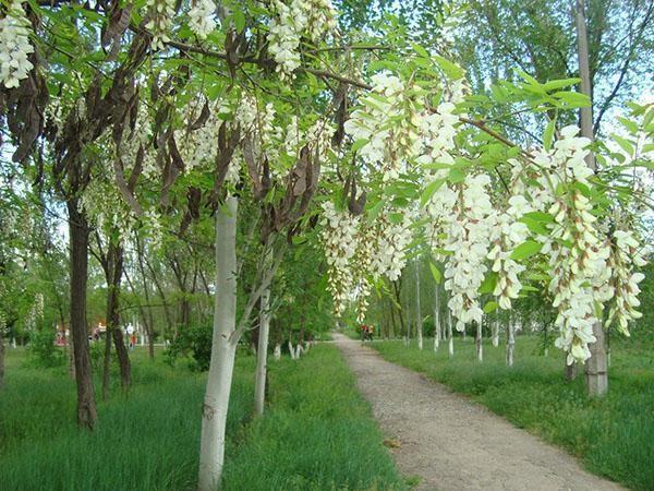 Белая акация (робиния лжеакация): фото и описание дерева, где растет в России
