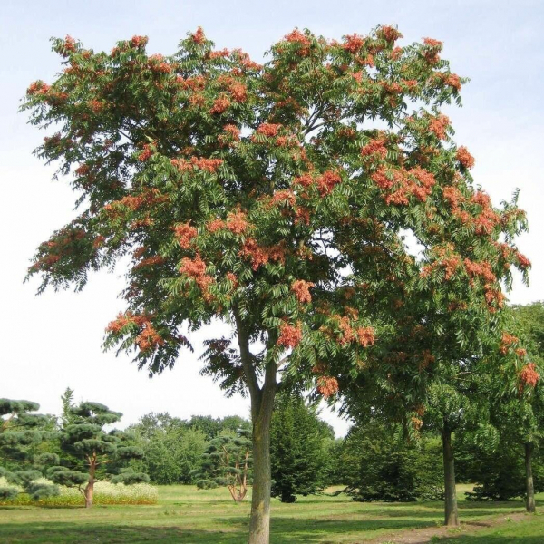 Дерево айлант высокий (китайский ясень): изображение и описание