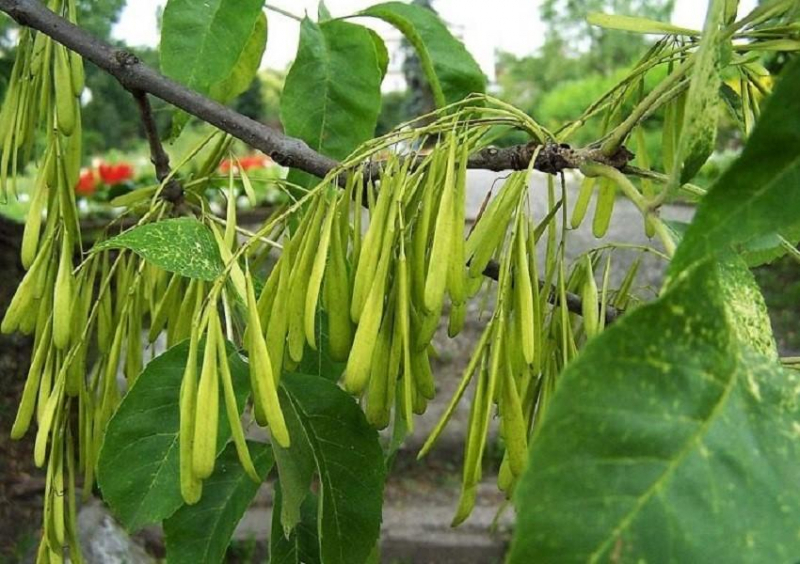 Ясень пенсильванский: изображения и описание растения