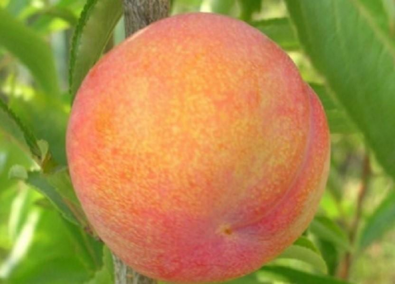 Шарафуга (гибрид абрикоса, персика и сливы): описание и фото дерева, сорта, отзывы