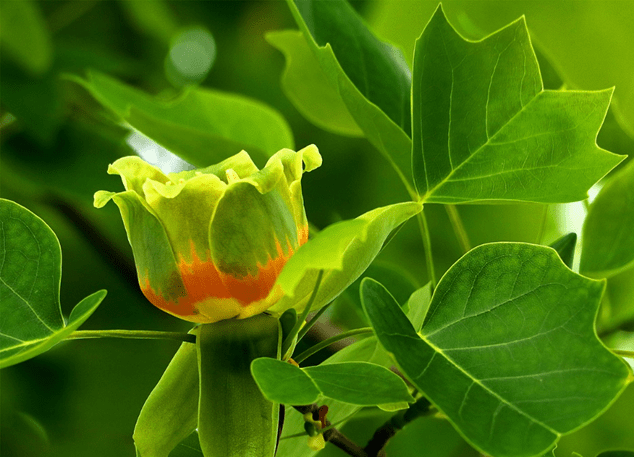Тюльпанное дерево (лириодендрон): описание, где растет, природная зона