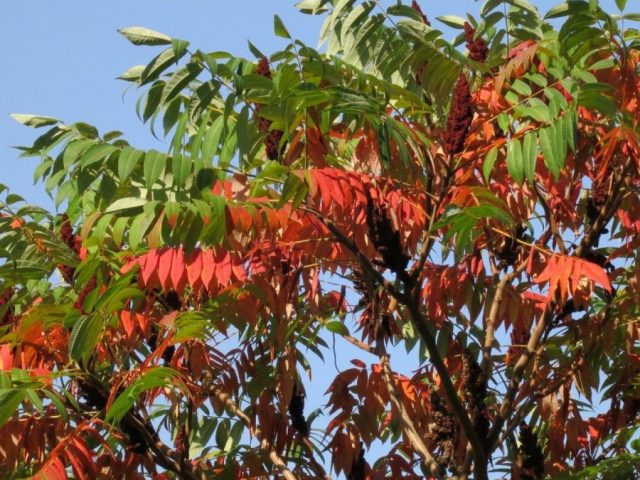Фото сорта Сумах оленерогий (уксусное дерево): изображение, высадка, уход, размножение семенами
