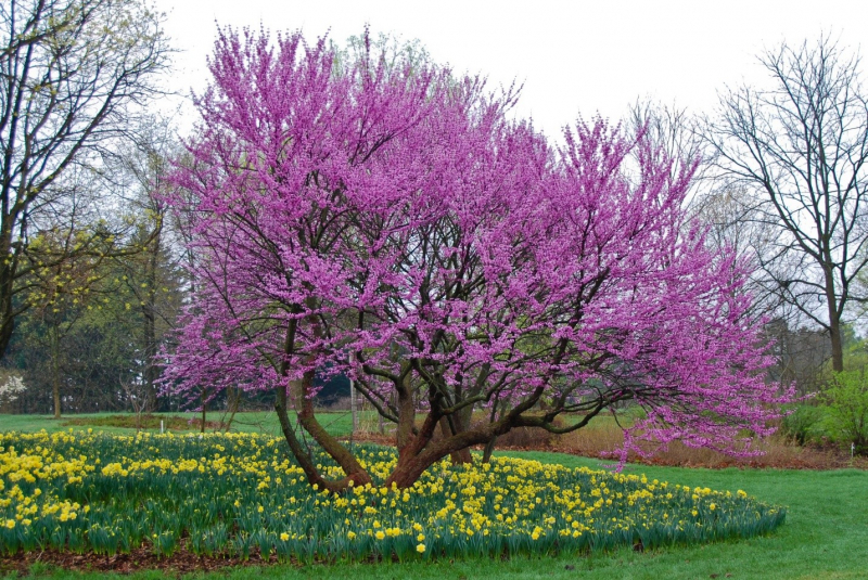 Иудино дерево (церцис европейский): фотография и описание, высадка, уход, способы размножения