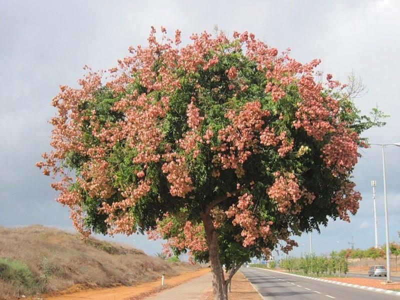 Мыльное дерево (сапиндус): как выглядит, бывает ли, плоды, морозостойкость