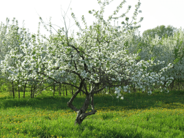Как верно посадить яблоню весной в Сибири