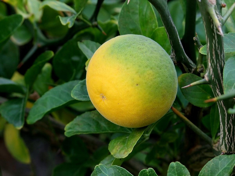 Понцирус (дикий лимон): описание, фото, цветение