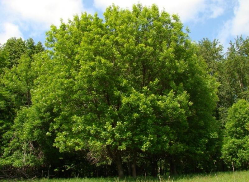 Ясень пенсильванский: фото и описание дерева