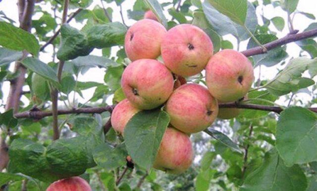 Вид яблони Уралец: изображение и описание