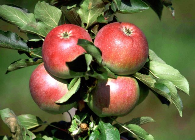 Колоновидная яблоня Васюган: характеристика, опылители, изображения и отзывы