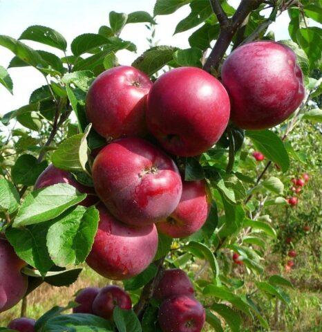 Сорт яблони Червонец (колоновидная): фото и описание, отзывы