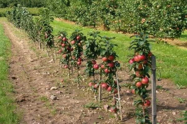 Как правильно садить яблоню весной в Сибири