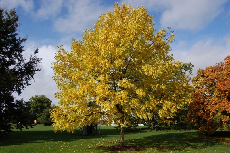 Дерево ясень: как выглядит, фото с описанием, какие листья, где растет