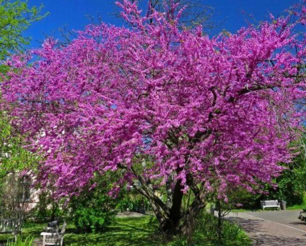 Церцид (цветущий кустарник): фото и описание дерева, сорта, как цветет, размножение