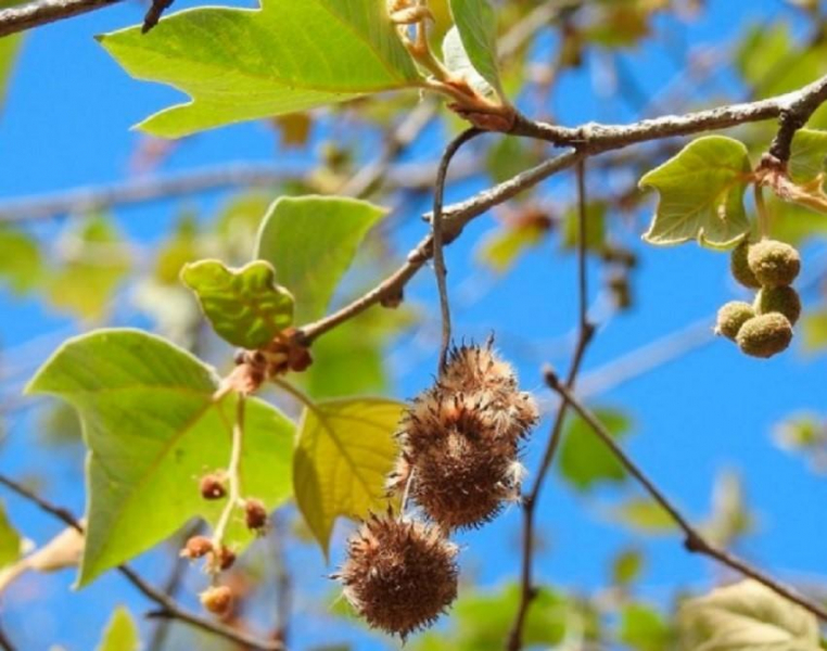Дерево платан (чинар): фото, описание, листья, цветы, плоды, сколько лет живет