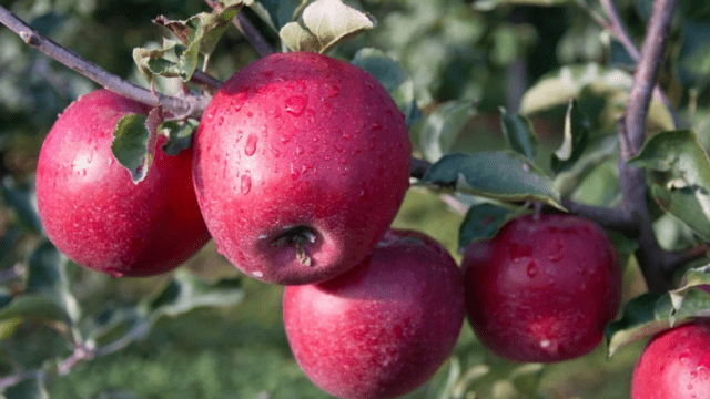 Сорт яблони Память Ульянищева: фото и описание, отзывы садоводов