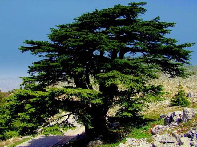 Ливанский кедр: изображение и описание