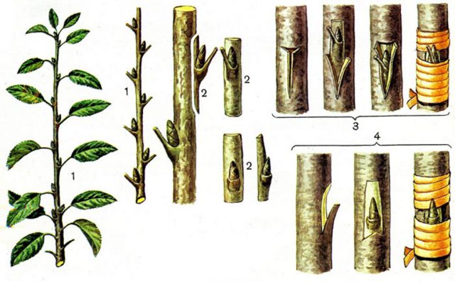 Как вживить тутовое дерево (шелковицу)