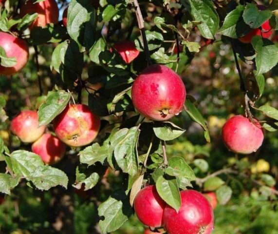 Вид яблони Память Ульянищева: изображения и описание, отзывы садоводов