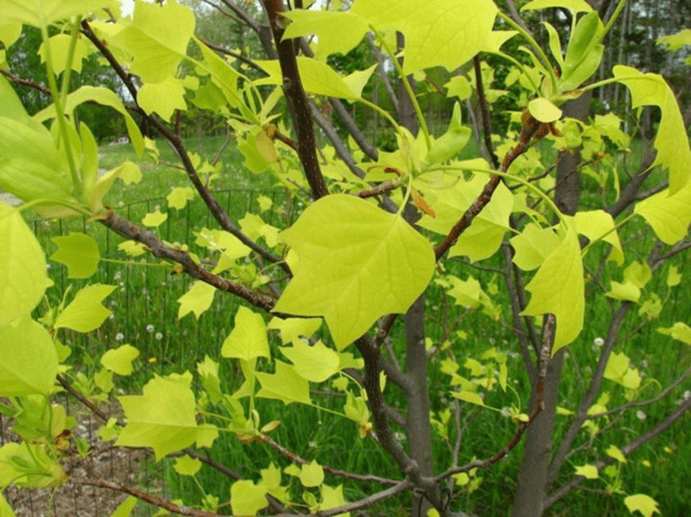 Тюльпанное дерево (лириодендрон): описание, где растет, природная зона