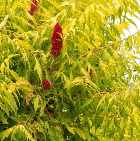 Фотография сорта Сумах оленерогий (уксусное дерево): изображение, высадка, уход, размножение семенами