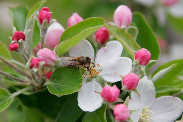Сорт яблони Пинова: описание и фото, отзывы