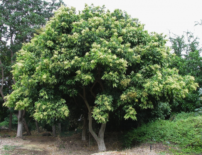 Мыльное дерево (сапиндус): внешний вид, существование, плоды, морозостойкость