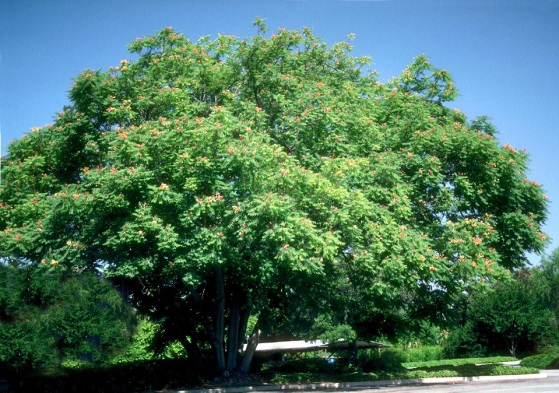 Дерево айлант высочайший (китайский ясень): фото и описание