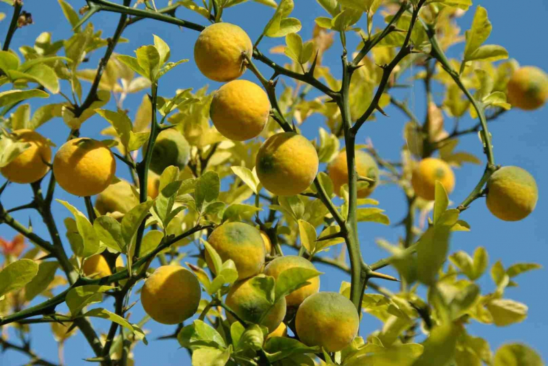 Понцирус (дикий лимон): описание, фото, цветение