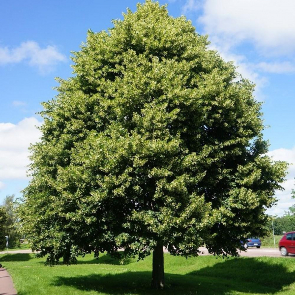 Дерево липа: описание и характеристика, виды с названиями и фото