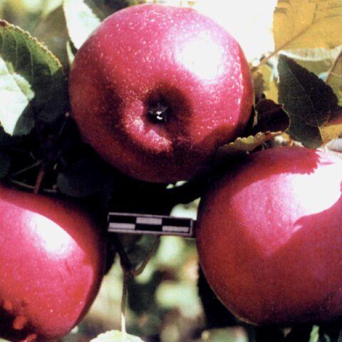 Сорт яблони Веньяминовское: фото и описание, отзывы