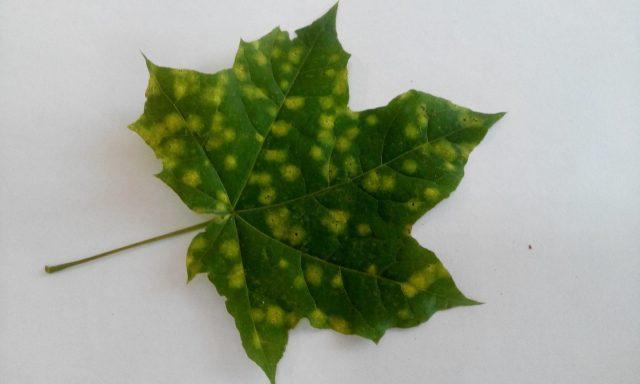 Темные пятна на листьях клена: причины возникновения, методы лечения